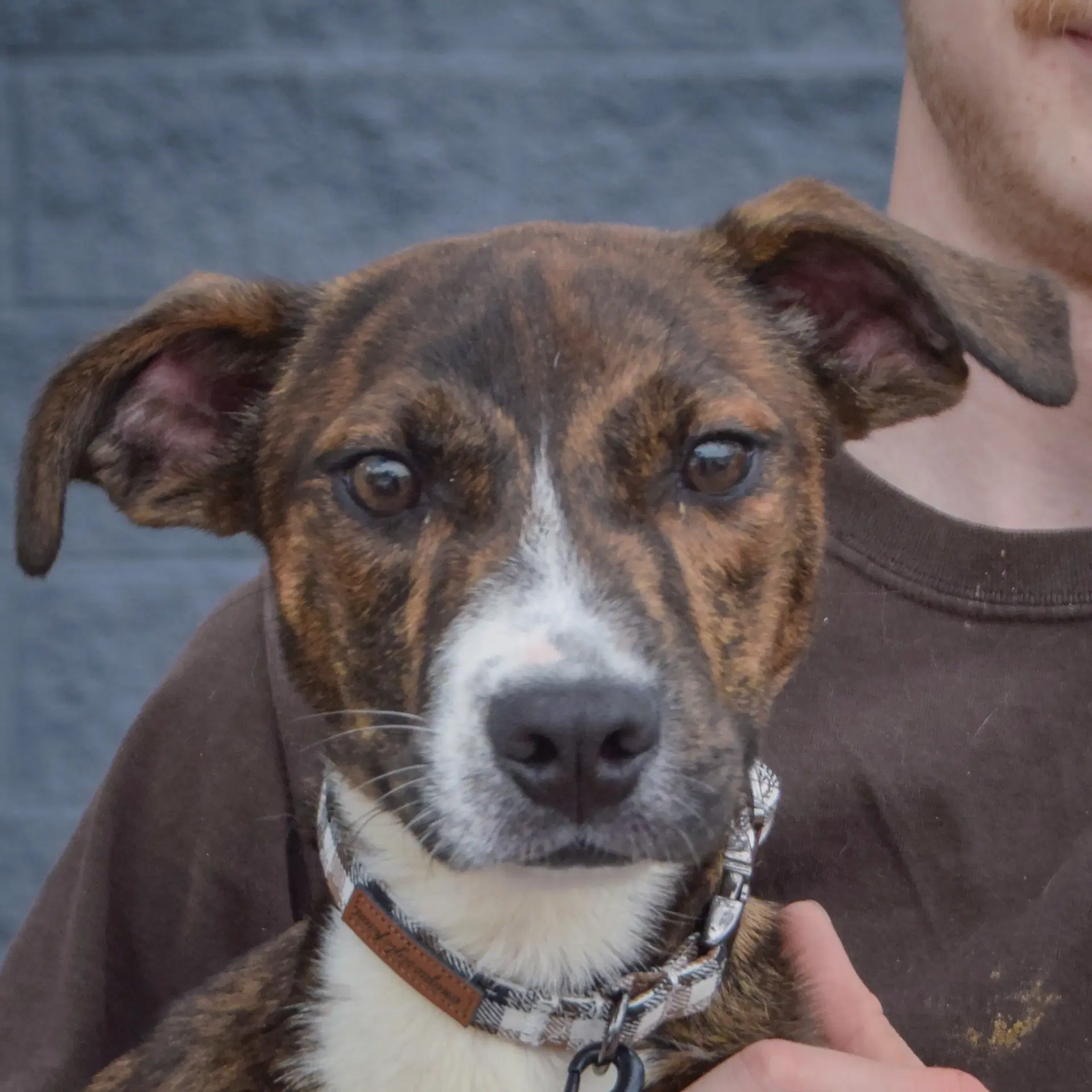 Vic - Red Heeler