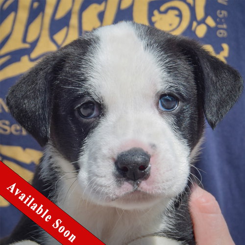 Bluegill, American Bulldog / Black Labrador Retriever / Mixed