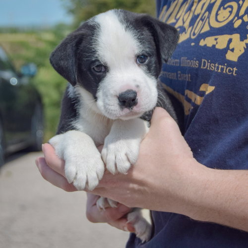 Bluegill, an adoptable American Bulldog / Black Labrador Retriever / Mixed at Animal House Shelter — photo 2