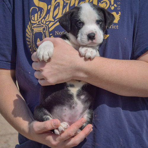 Bluegill, an adoptable American Bulldog / Black Labrador Retriever / Mixed at Animal House Shelter — photo 3