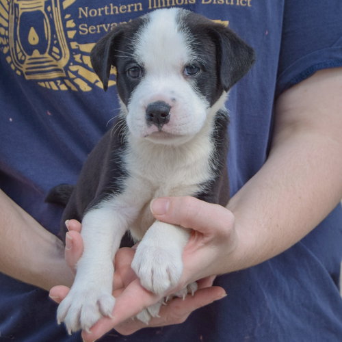 Bluegill, an adoptable American Bulldog / Black Labrador Retriever / Mixed at Animal House Shelter — photo 4