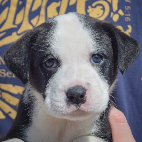 Bluegill, an adoptable American Bulldog / Black Labrador Retriever / Mixed at Animal House Shelter — photo 5