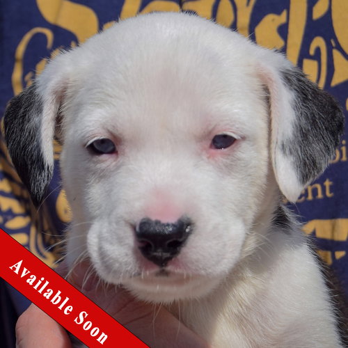 Flounder, American Bulldog / Black Labrador Retriever / Mixed
