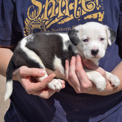 Flounder, an adoptable American Bulldog / Black Labrador Retriever / Mixed at Animal House Shelter — photo 2