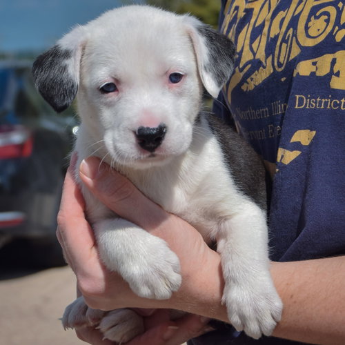Flounder, an adoptable American Bulldog / Black Labrador Retriever / Mixed at Animal House Shelter — photo 3