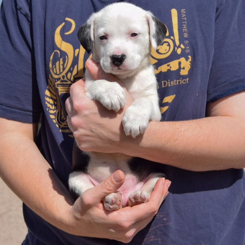 Flounder, an adoptable American Bulldog / Black Labrador Retriever / Mixed at Animal House Shelter — photo 4