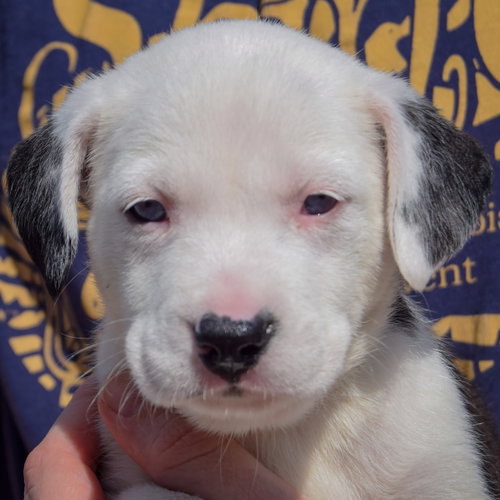 Flounder, an adoptable American Bulldog / Black Labrador Retriever / Mixed at Animal House Shelter — photo 5