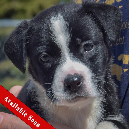Guppy, American Bulldog / Black Labrador Retriever / Mixed