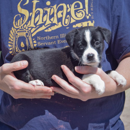 Guppy, an adoptable American Bulldog / Black Labrador Retriever / Mixed at Animal House Shelter — photo 2