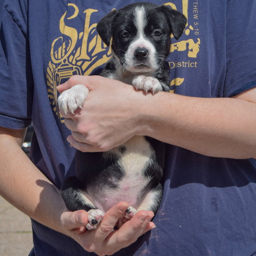 Guppy, an adoptable American Bulldog / Black Labrador Retriever / Mixed at Animal House Shelter — photo 3