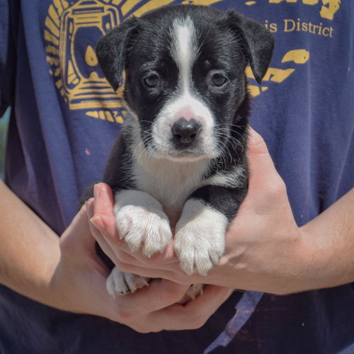 Guppy, an adoptable American Bulldog / Black Labrador Retriever / Mixed at Animal House Shelter — photo 4