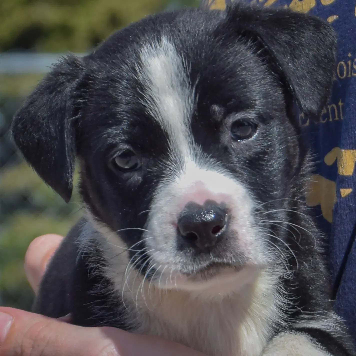 Guppy - American Bulldog