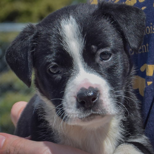 Guppy, an adoptable American Bulldog / Black Labrador Retriever / Mixed at Animal House Shelter — photo 5