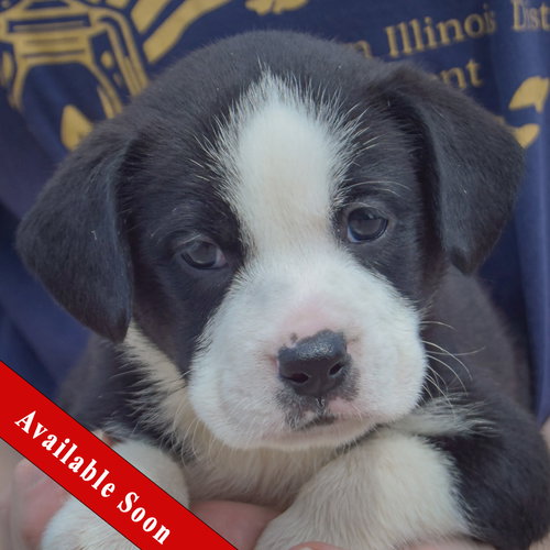 Halibut, American Bulldog / Black Labrador Retriever / Mixed