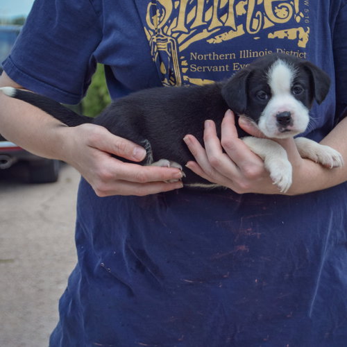 Halibut, an adoptable American Bulldog / Black Labrador Retriever / Mixed at Animal House Shelter — photo 2