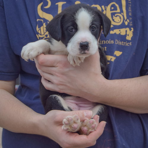 Halibut, an adoptable American Bulldog / Black Labrador Retriever / Mixed at Animal House Shelter — photo 3