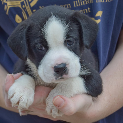 Halibut, an adoptable American Bulldog / Black Labrador Retriever / Mixed at Animal House Shelter — photo 4