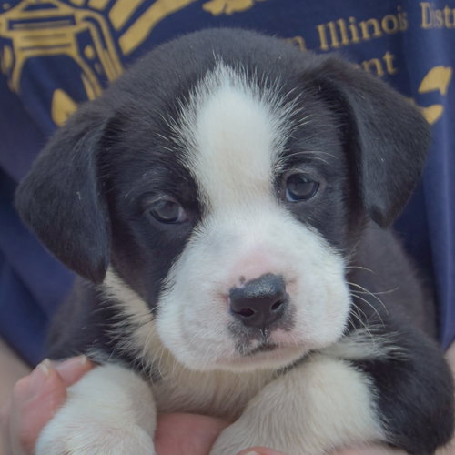Halibut, an adoptable American Bulldog / Black Labrador Retriever / Mixed at Animal House Shelter — photo 5