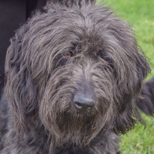 Laine, Poodle (unknown type) / Black Labrador Retriever / Mixed