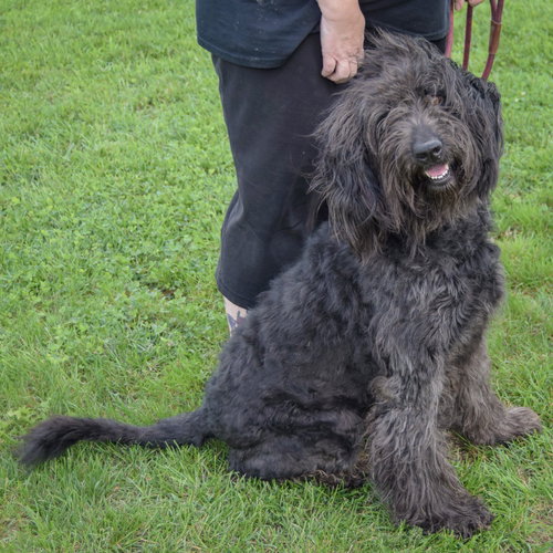 Laine, an adoptable Poodle (unknown type) / Black Labrador Retriever / Mixed at Animal House Shelter — photo 2