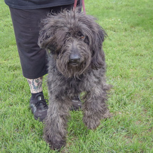 Laine, an adoptable Poodle (unknown type) / Black Labrador Retriever / Mixed at Animal House Shelter — photo 5