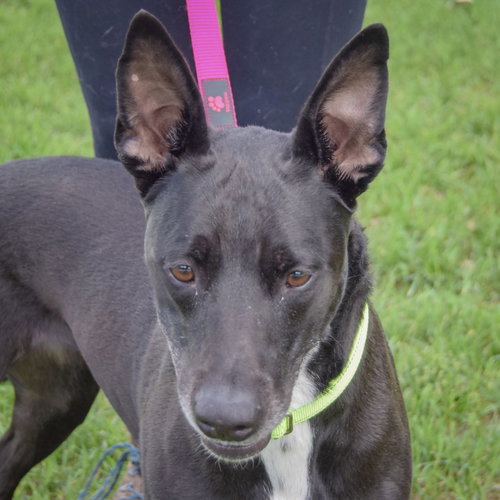 Pancake, Black Labrador Retriever / German Shepherd Dog / Mixed