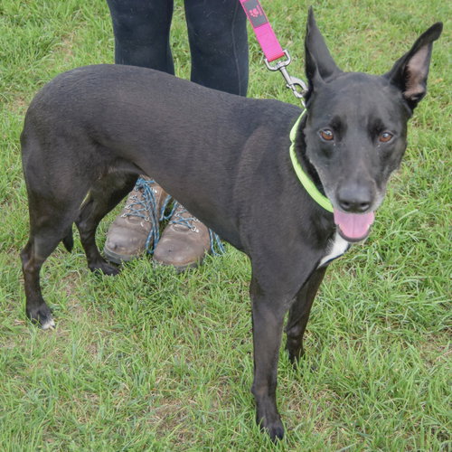 Pancake, an adoptable Black Labrador Retriever / German Shepherd Dog / Mixed at Animal House Shelter — photo 2
