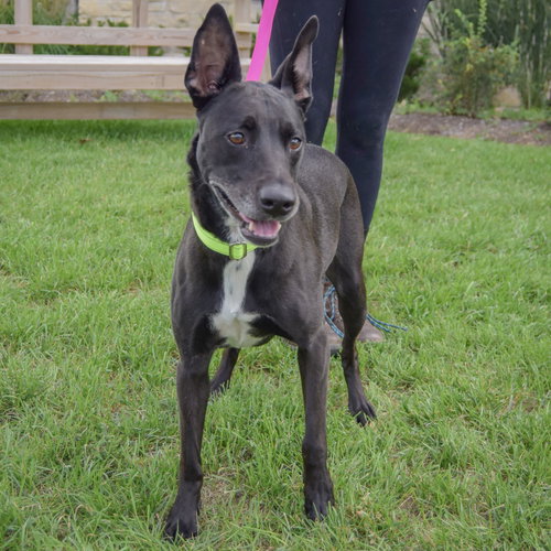 Pancake, an adoptable Black Labrador Retriever / German Shepherd Dog / Mixed at Animal House Shelter — photo 3