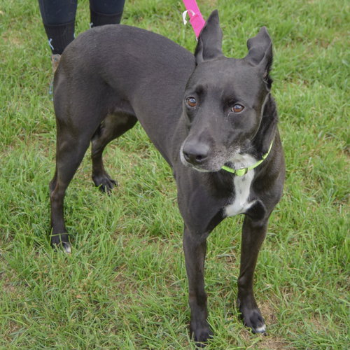 Pancake, an adoptable Black Labrador Retriever / German Shepherd Dog / Mixed at Animal House Shelter — photo 4