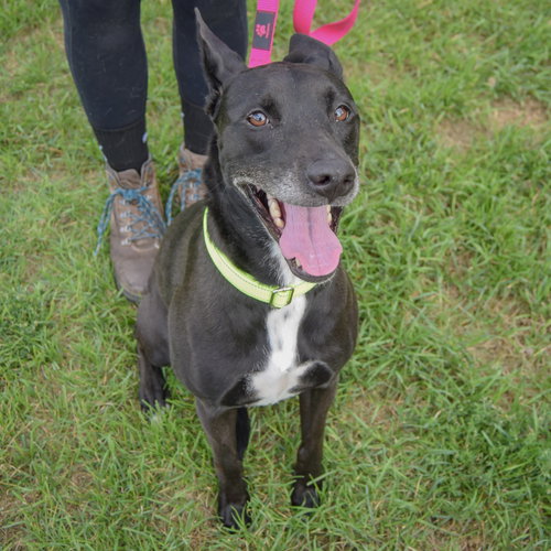 Pancake, an adoptable Black Labrador Retriever / German Shepherd Dog / Mixed at Animal House Shelter — photo 5