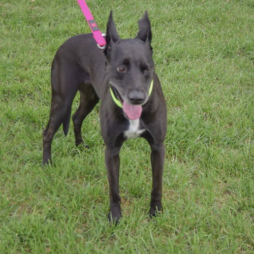 Pancake, an adoptable Black Labrador Retriever / German Shepherd Dog / Mixed at Animal House Shelter — photo 6