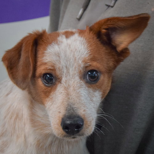 Diwali, Red Heeler / Dachshund / Mixed