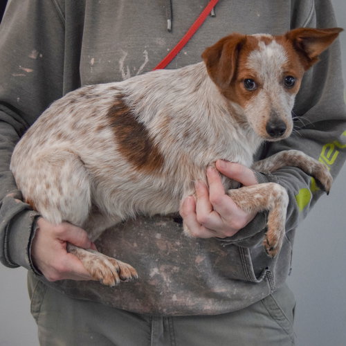 Diwali, an adoptable Red Heeler / Dachshund / Mixed at Animal House Shelter — photo 2