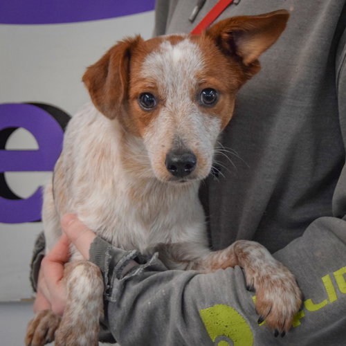 Diwali, an adoptable Red Heeler / Dachshund / Mixed at Animal House Shelter — photo 3