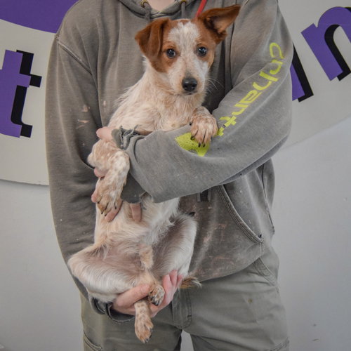 Diwali, an adoptable Red Heeler / Dachshund / Mixed at Animal House Shelter — photo 4