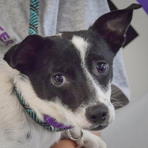 Glastonbury, Cattle Dog / Dachshund / Mixed