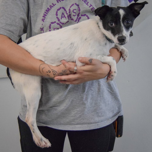 Glastonbury, an adoptable Cattle Dog / Dachshund / Mixed at Animal House Shelter — photo 2