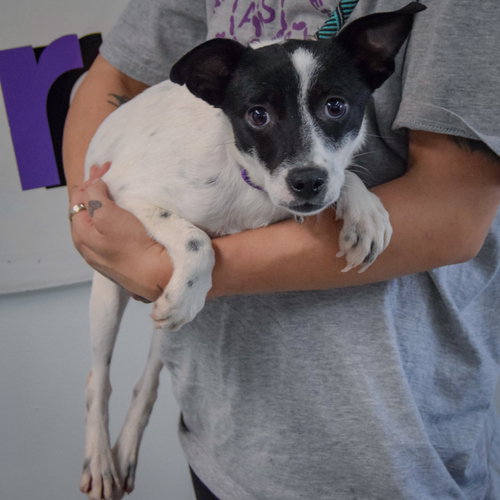 Glastonbury, an adoptable Cattle Dog / Dachshund / Mixed at Animal House Shelter — photo 3