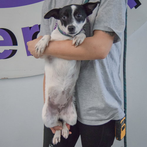 Glastonbury, an adoptable Cattle Dog / Dachshund / Mixed at Animal House Shelter — photo 4