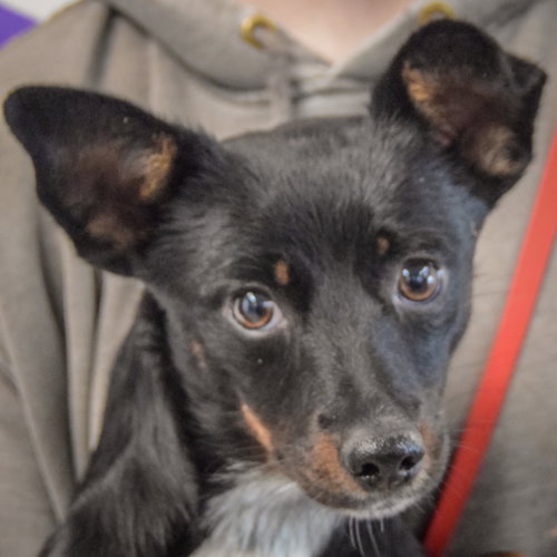 Holi, Cattle Dog / Dachshund / Mixed