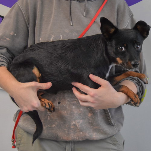 Holi, an adoptable Cattle Dog / Dachshund / Mixed at Animal House Shelter — photo 2