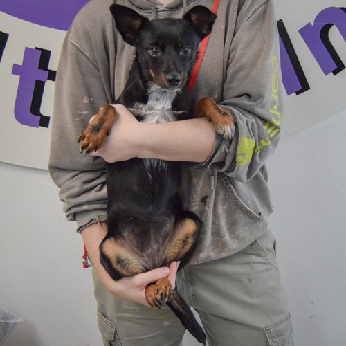 Holi, an adoptable Cattle Dog / Dachshund / Mixed at Animal House Shelter — photo 3