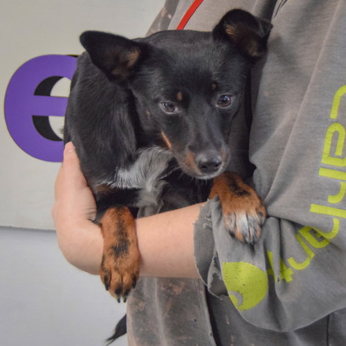 Holi, an adoptable Cattle Dog / Dachshund / Mixed at Animal House Shelter — photo 4