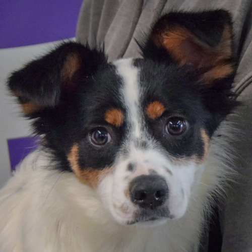 Sangkran, Cattle Dog / Dachshund / Mixed