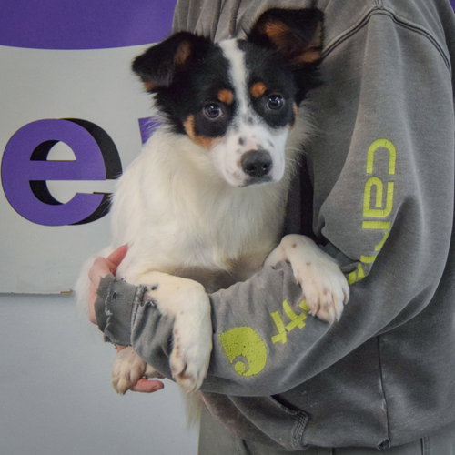 Sangkran, an adoptable Cattle Dog / Dachshund / Mixed at Animal House Shelter — photo 3