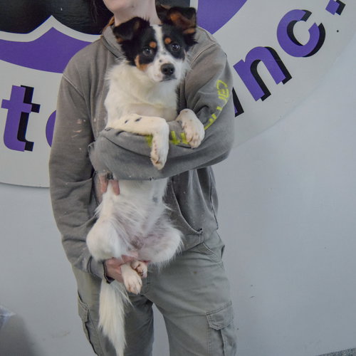 Sangkran, an adoptable Cattle Dog / Dachshund / Mixed at Animal House Shelter — photo 4