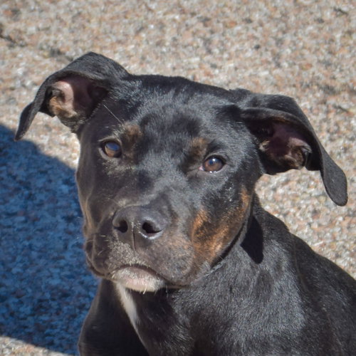 Finch, Rottweiler / American Staffordshire Terrier / Mixed