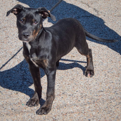 Finch, an adoptable Rottweiler / American Staffordshire Terrier / Mixed at Animal House Shelter — photo 2