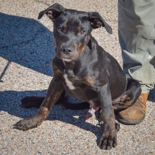 Finch, an adoptable Rottweiler / American Staffordshire Terrier / Mixed at Animal House Shelter — photo 3