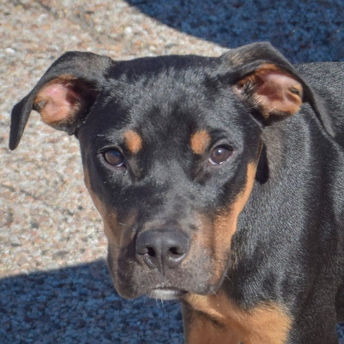 Keller, Rottweiler / American Staffordshire Terrier / Mixed
